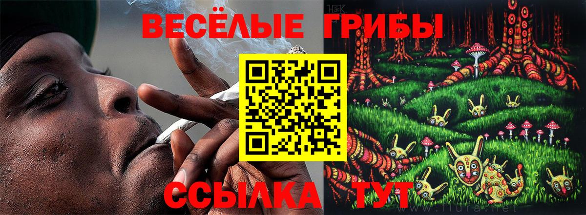Галлюциногенные грибы Psilocybe Зерноград